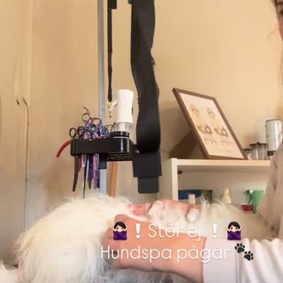 Hundspa hos Fluff & Finess